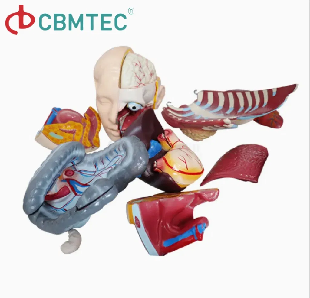 Medical Training Amphoteric Silver Human Torso Model for Anatomy Demonstrations