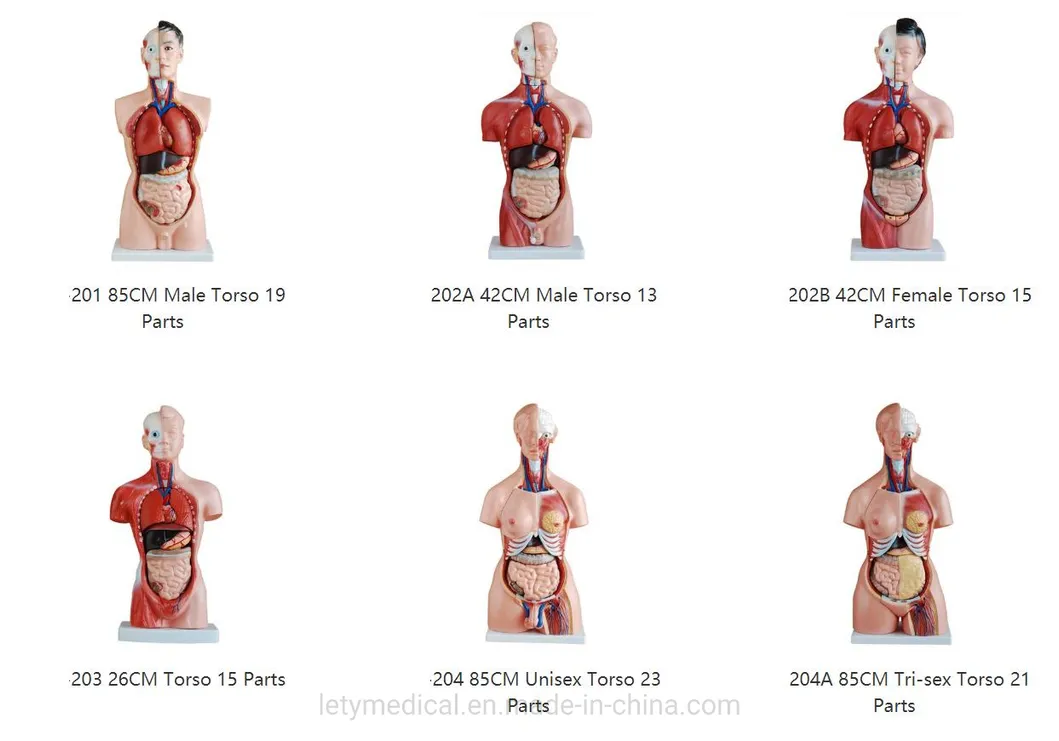 Anatomy Model Detail 2