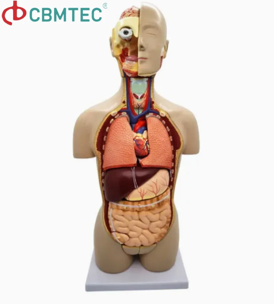 Torso Model Detail 2