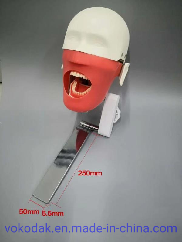 Dental Simulation Practice Phantom Head Torso for Dental School University Clinics Study and Training