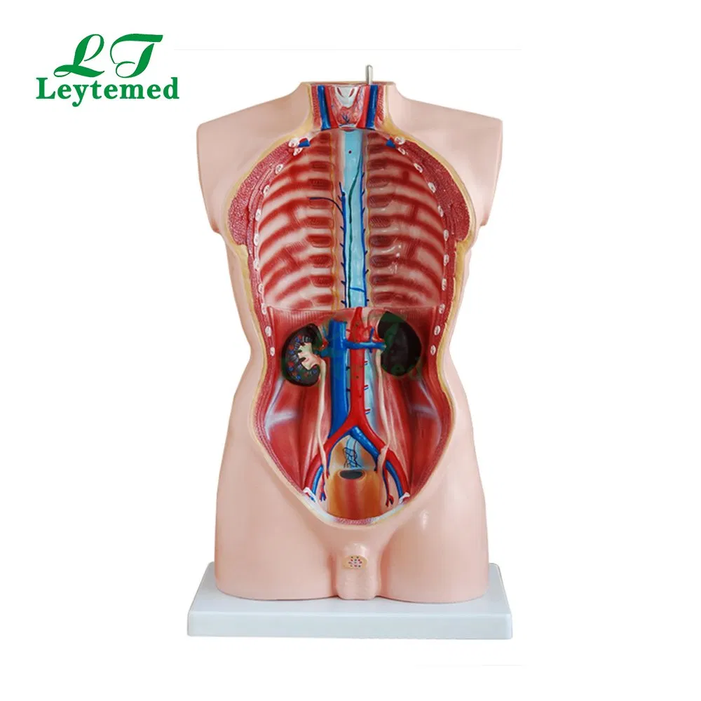 Ltm201 Anatomical Model 85cm Male Torso 19 Parts for Tranning