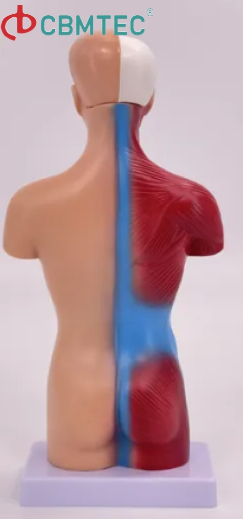 Teacher Supplies Phantom Head Torso Model for Dental Training Training Manikin