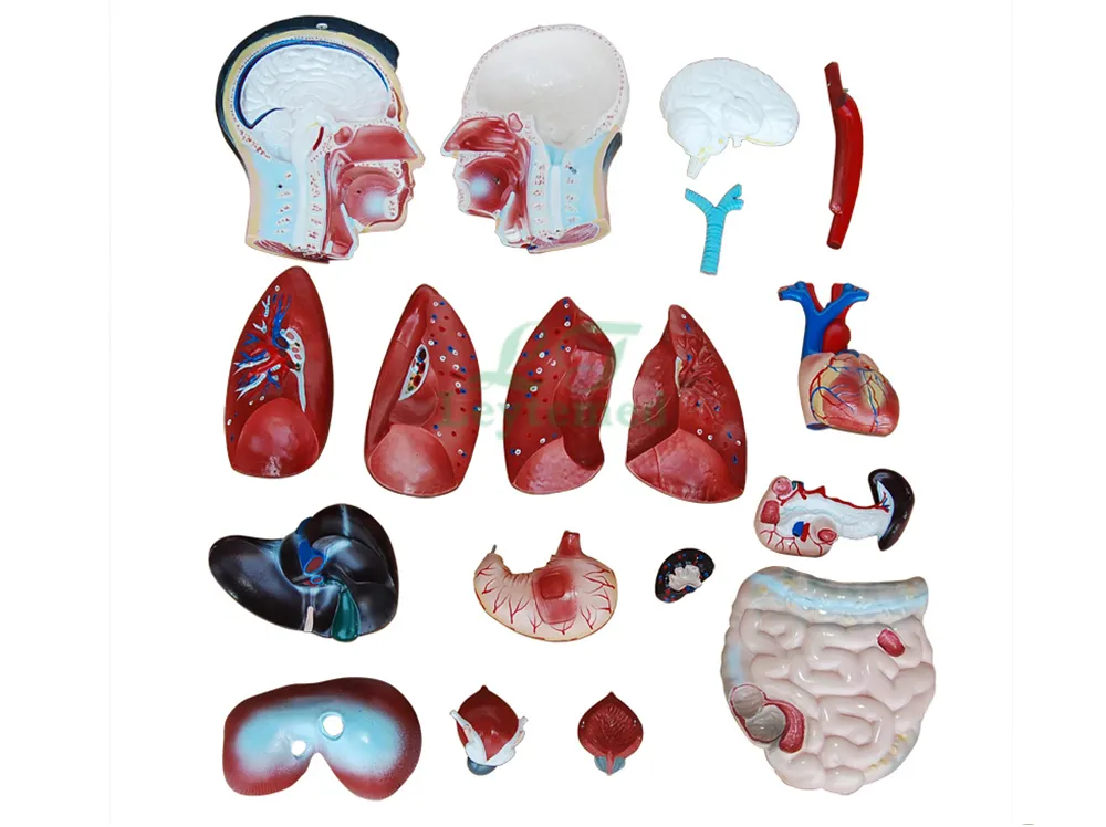 Anatomical Model Detail 1