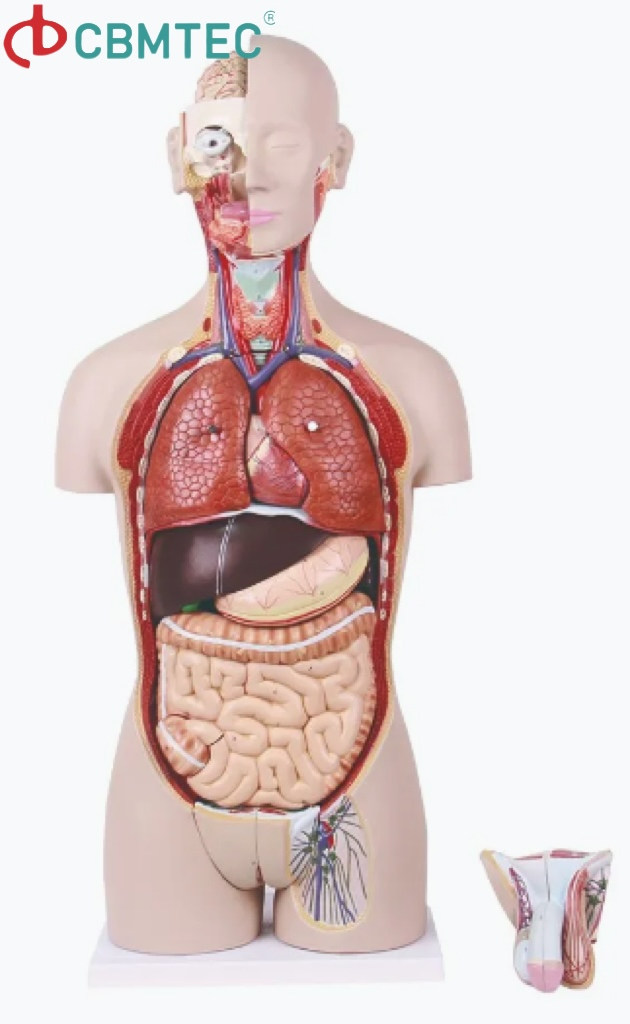 Medical Training Amphoteric Silver Human Torso Model for Anatomy Demonstrations