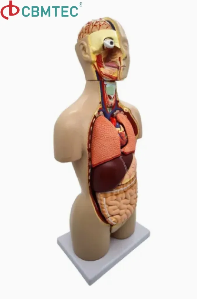 Torso Model Detail 5