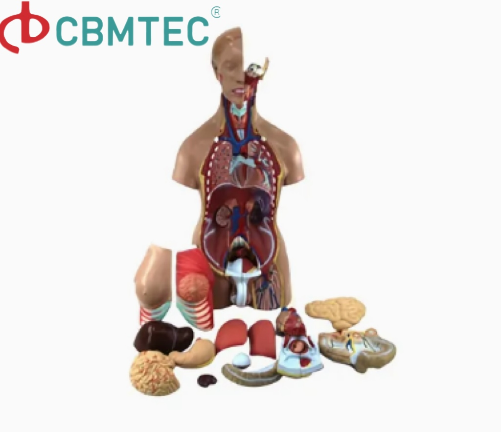 Teacher Supplies Phantom Head Torso Model for Dental Training Training Manikin