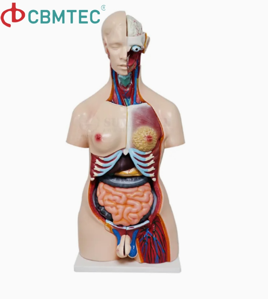 Medical Training Amphoteric Silver Human Torso Model for Anatomy Demonstrations