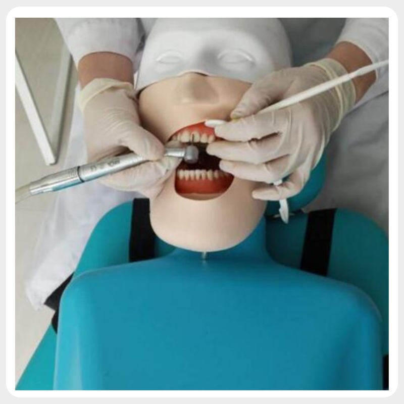 Universal Dental Phantom Head Training Mannequin Compatible with Nissin Frasaco Kilgore