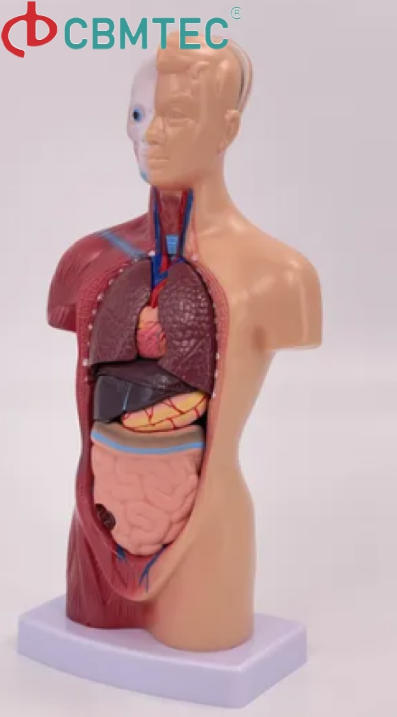 Teacher Supplies Phantom Head Torso Model for Dental Training Training Manikin