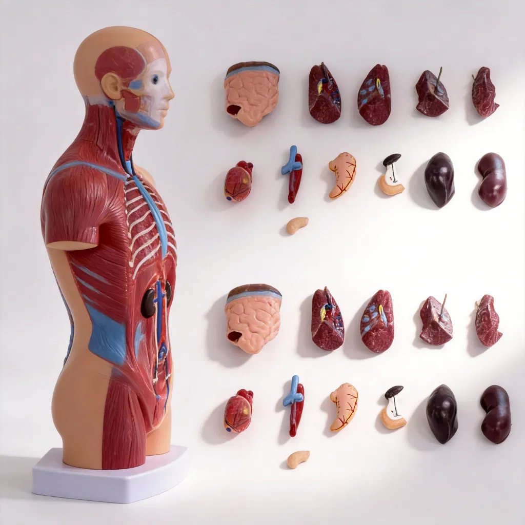 Teacher Supplies Phantom Head Torso Model for Dental Training Training Manikin