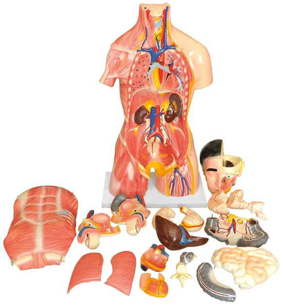 Medical and Teaching Model-Dual-Sex Human Torso with Head