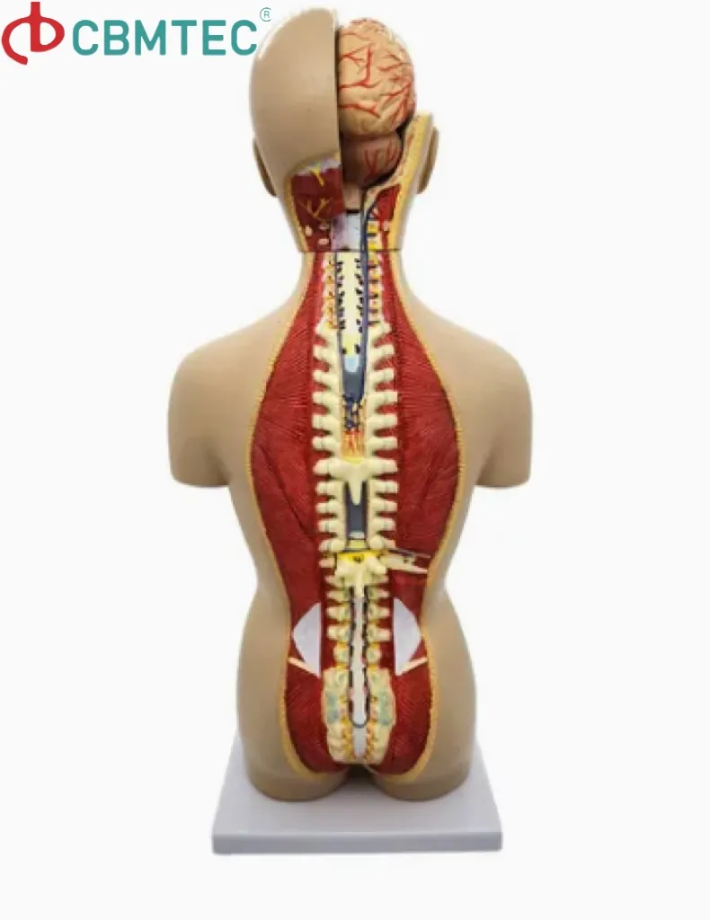 Torso Model Detail 3