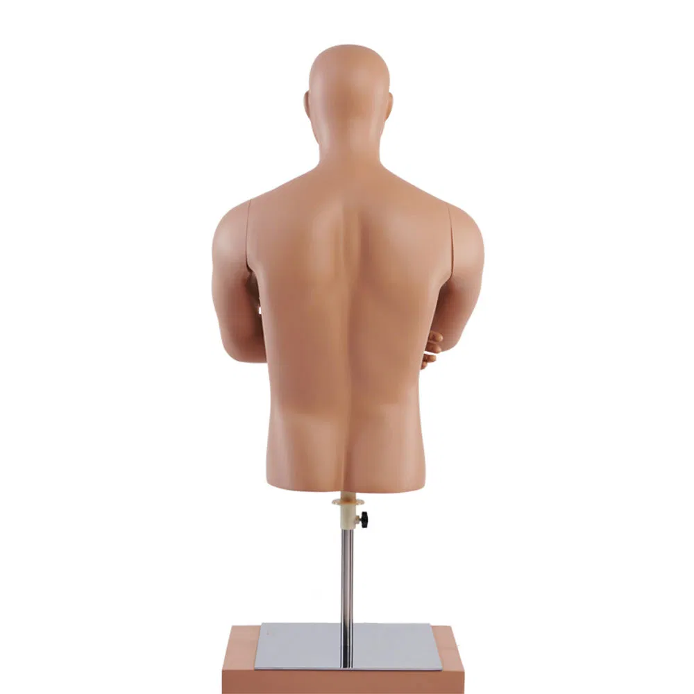 Custom Lifelike Male Half Body Mannequin Men Model Display for Sale