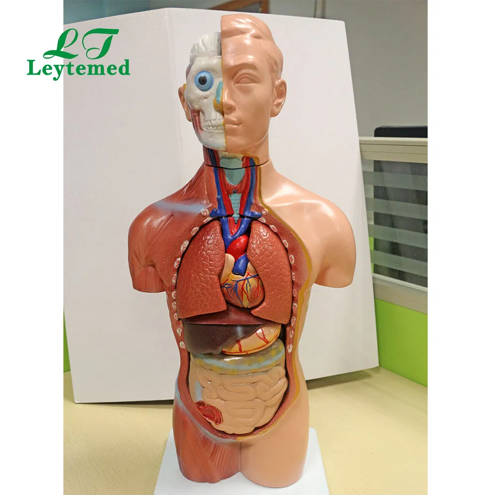 Ltm207 Medical Science Unbreakable Life-Size PVC 42cm Sexless Torso 18 Parts for Teaching