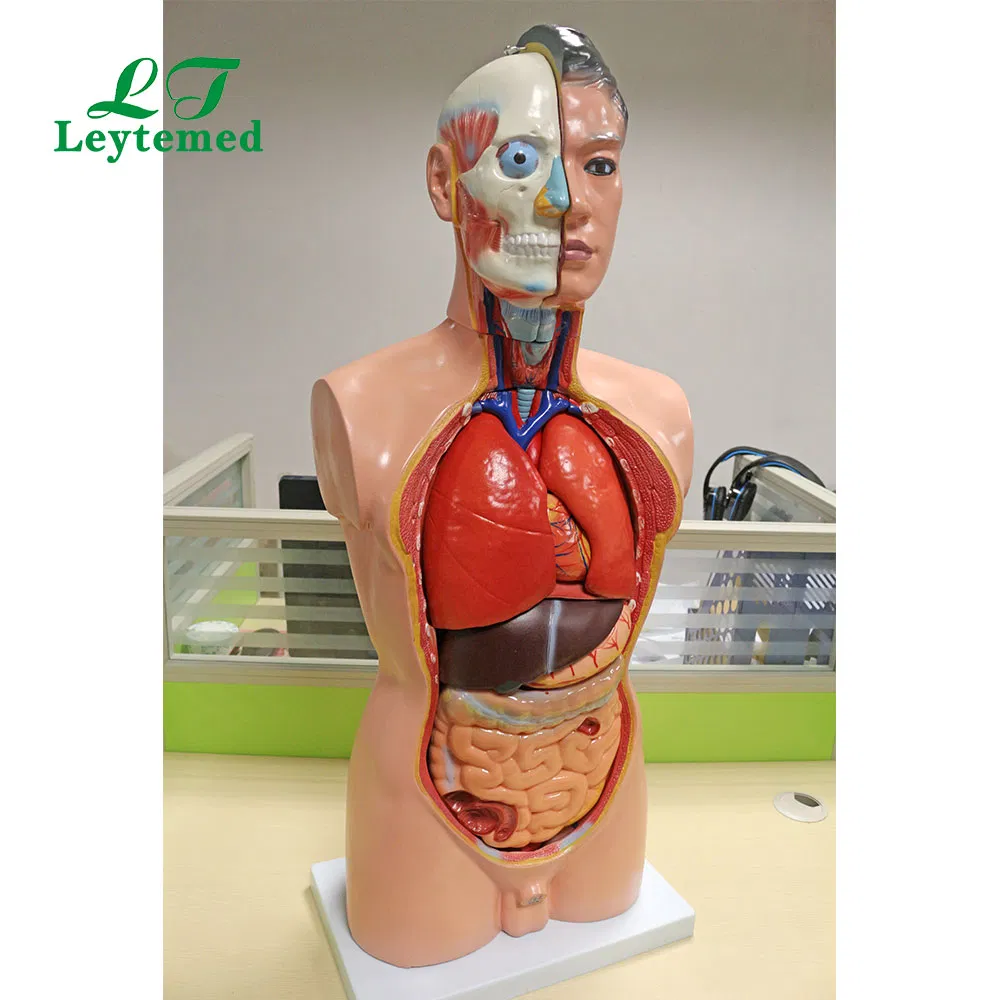 Anatomical Model View 2