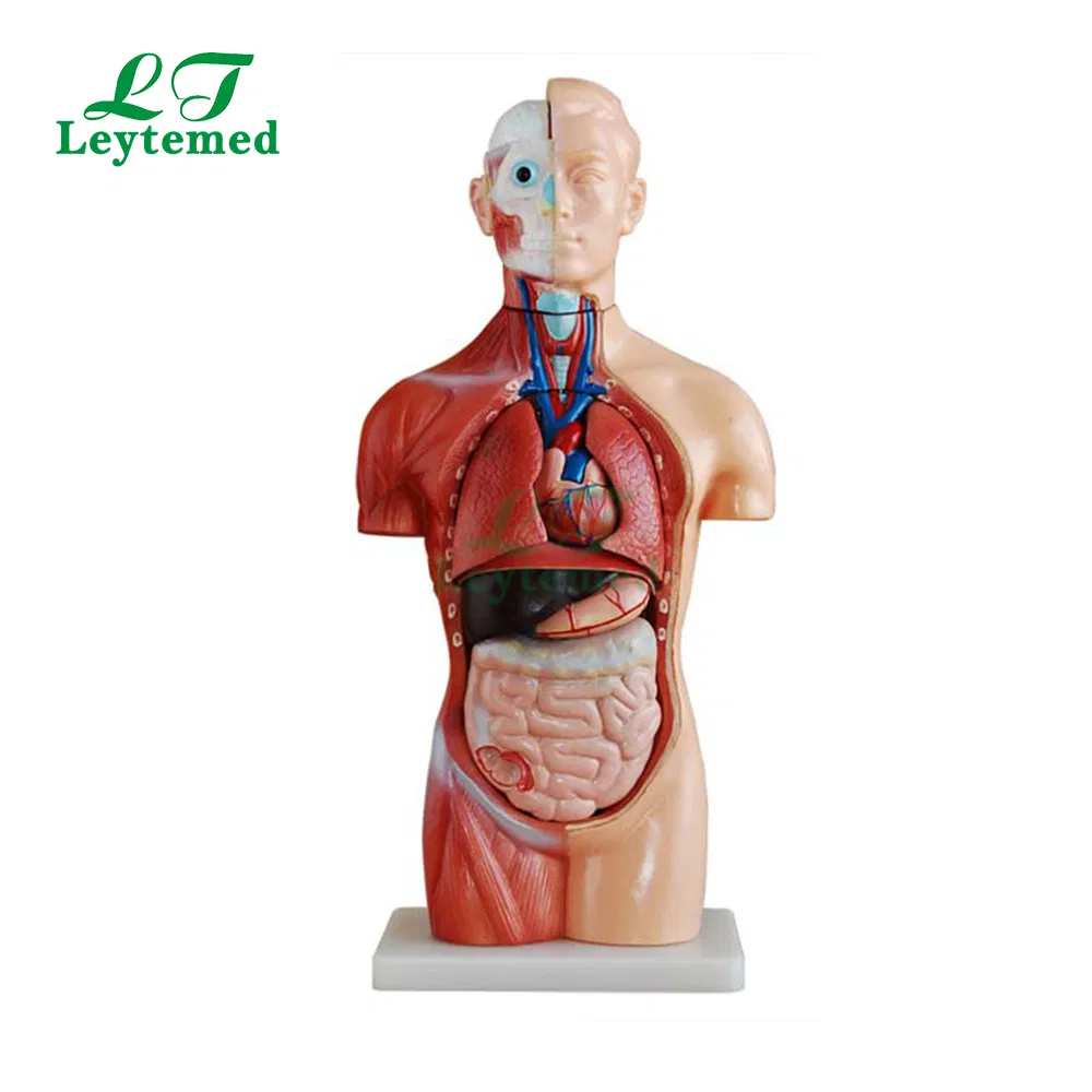 Ltm207 Medical Science Unbreakable Life-Size PVC 42cm Sexless Torso 18 Parts for Teaching