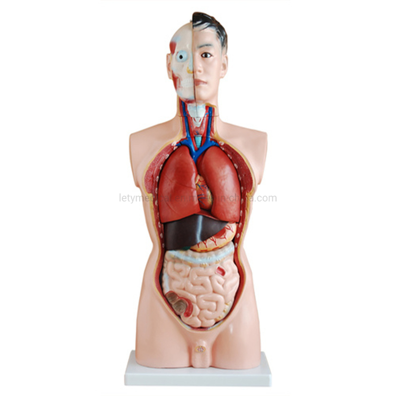 Male Torso Female Torso Unisex Torso Tri-Sex Torso for Medical University Teaching Model