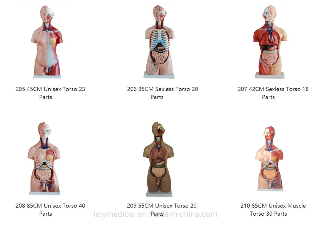 Anatomy Model Detail 1