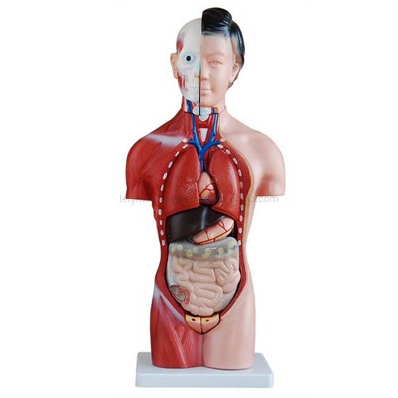 Male Torso Female Torso Unisex Torso Tri-Sex Torso for Medical University Teaching Model