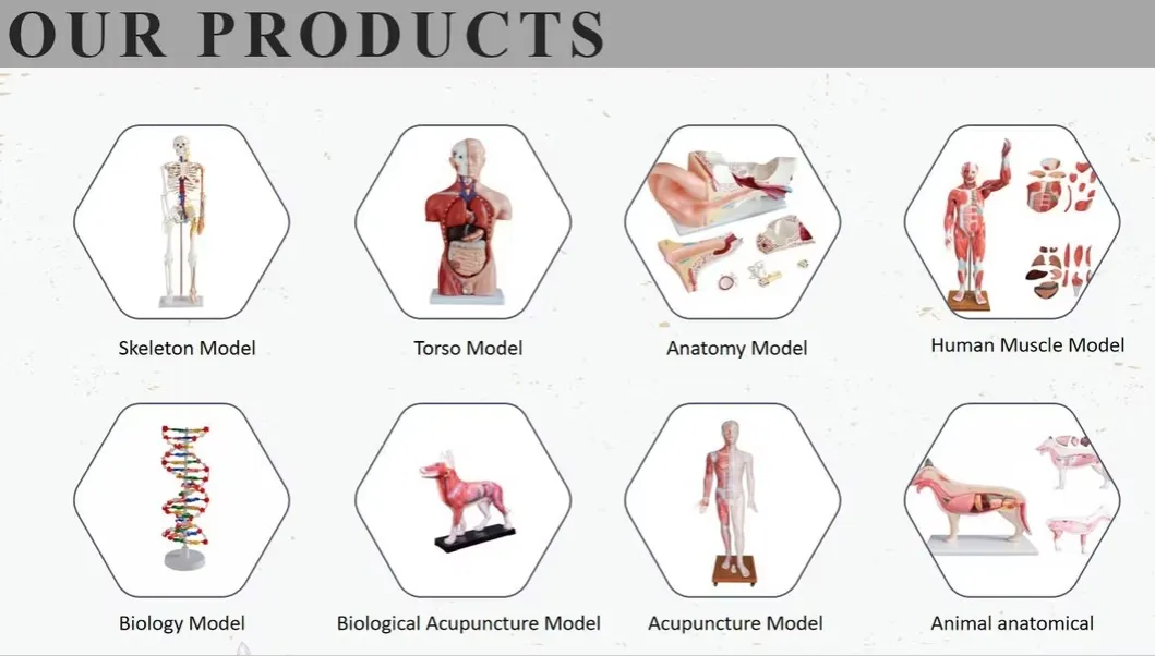 Medical Training Torso Model