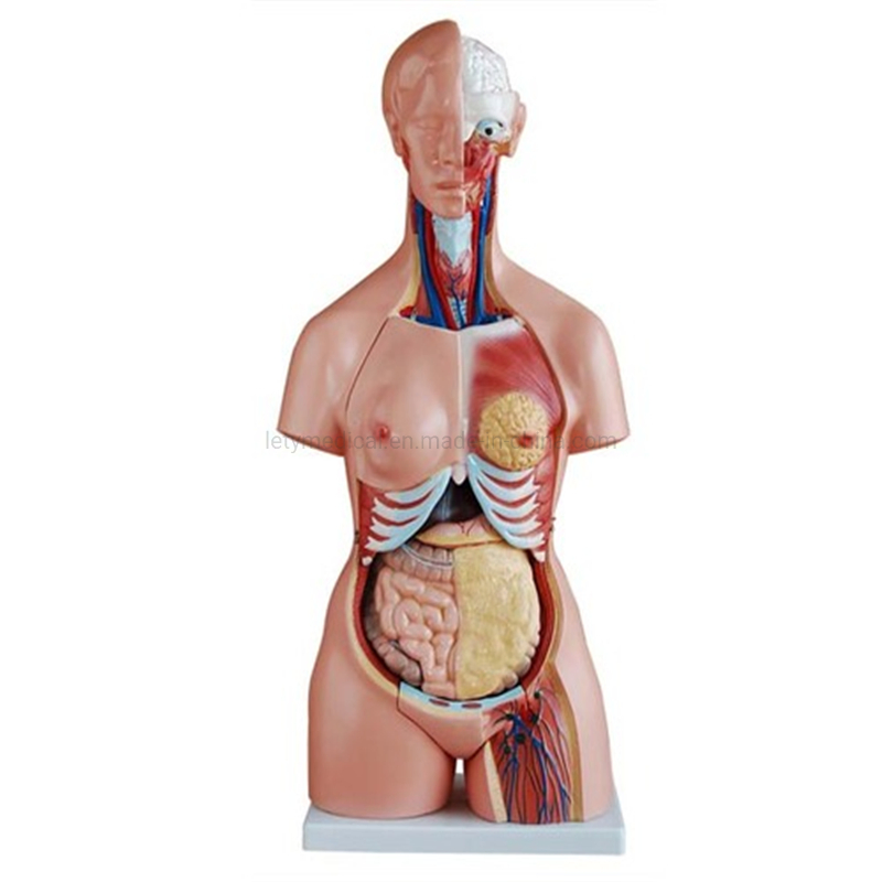 Male Torso Female Torso Unisex Torso Tri-Sex Torso for Medical University Teaching Model