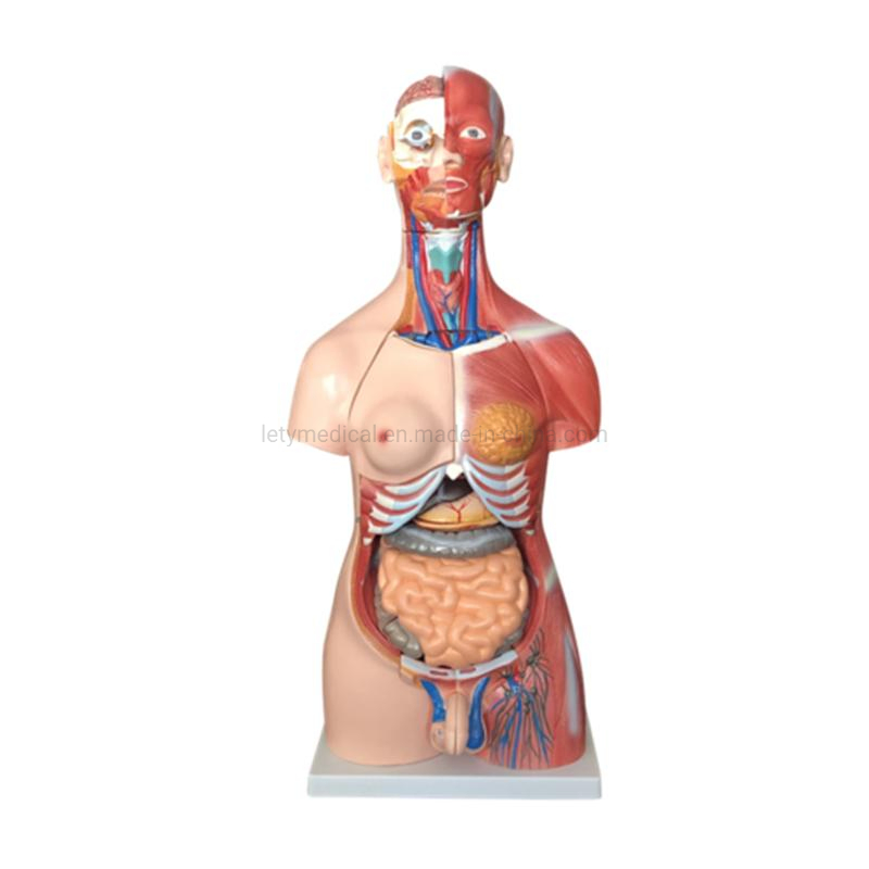 Male Torso Female Torso Unisex Torso Tri-Sex Torso for Medical University Teaching Model