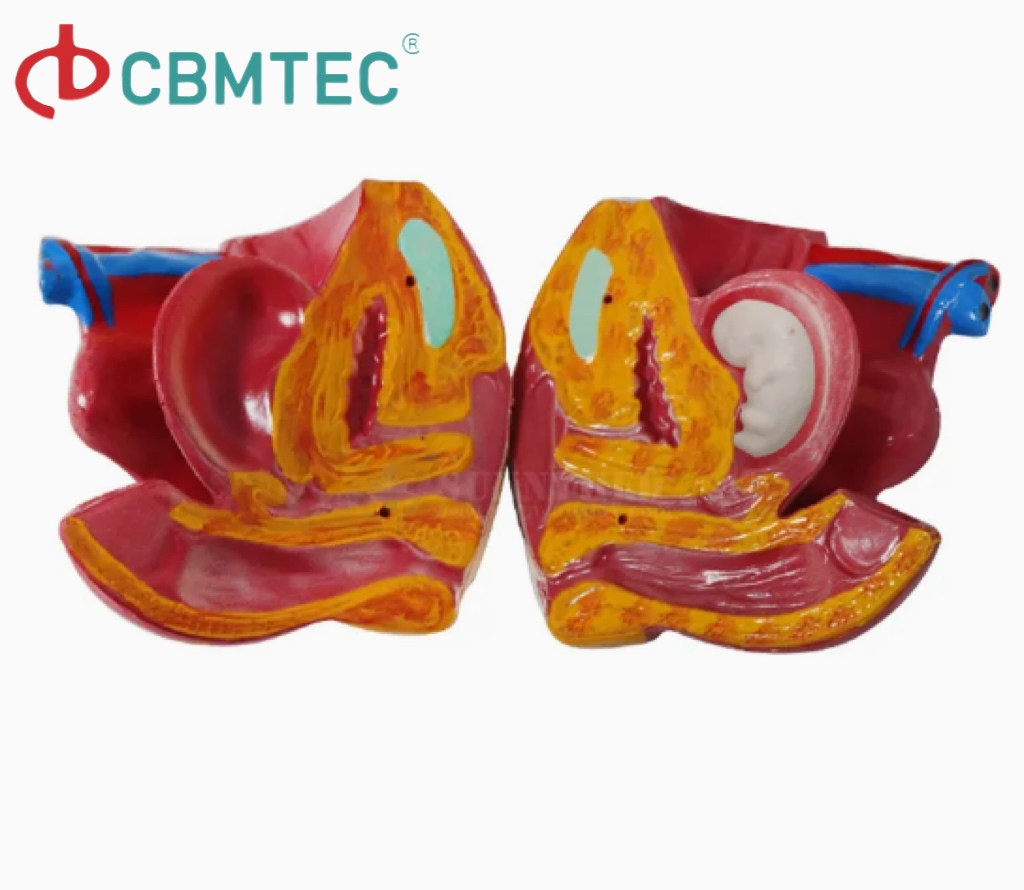 Medical Training Amphoteric Silver Human Torso Model for Anatomy Demonstrations