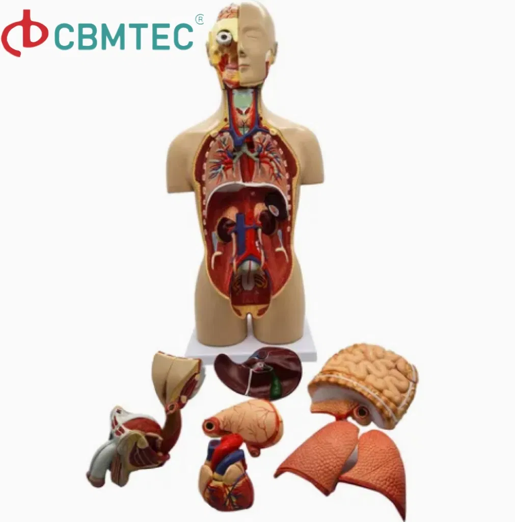 Torso Model Detail 6