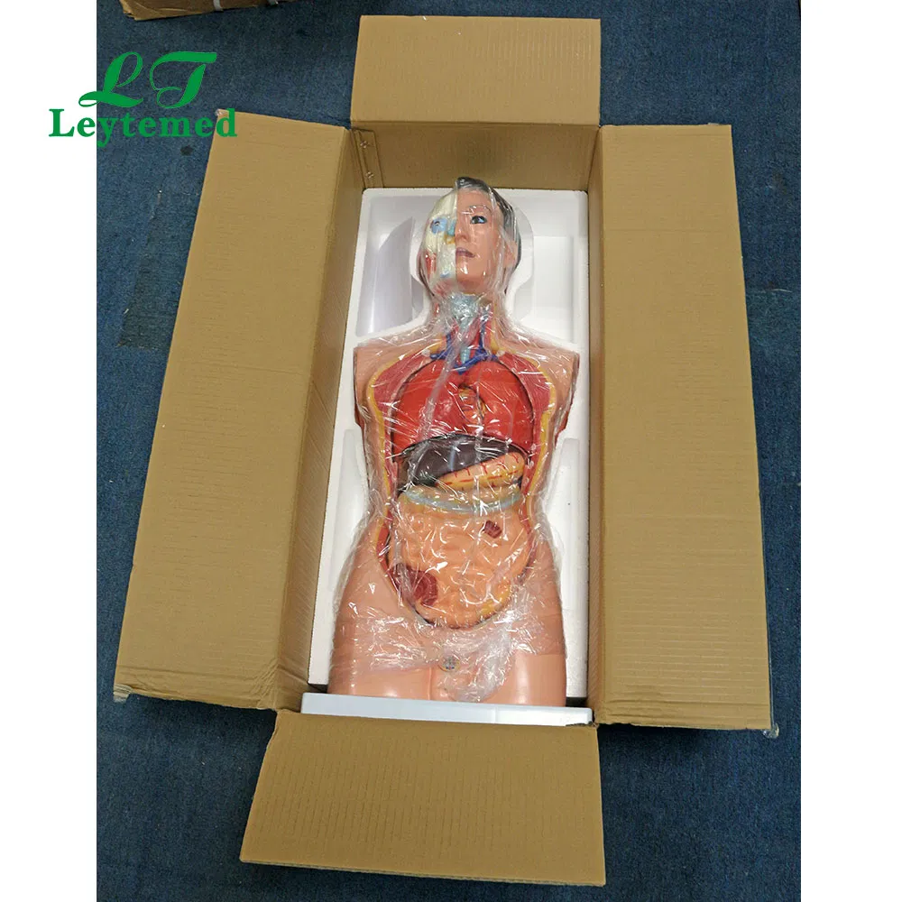 Anatomical Model View 3