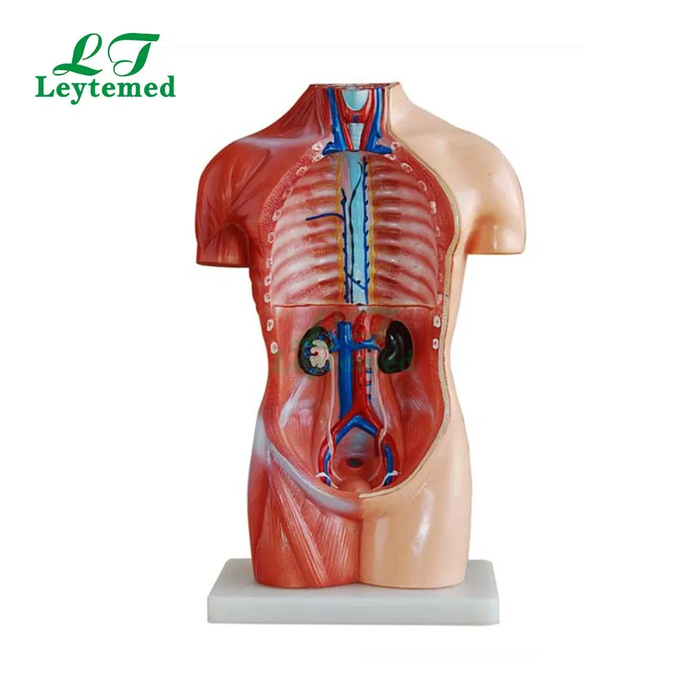 Ltm207 Medical Science Unbreakable Life-Size PVC 42cm Sexless Torso 18 Parts for Teaching
