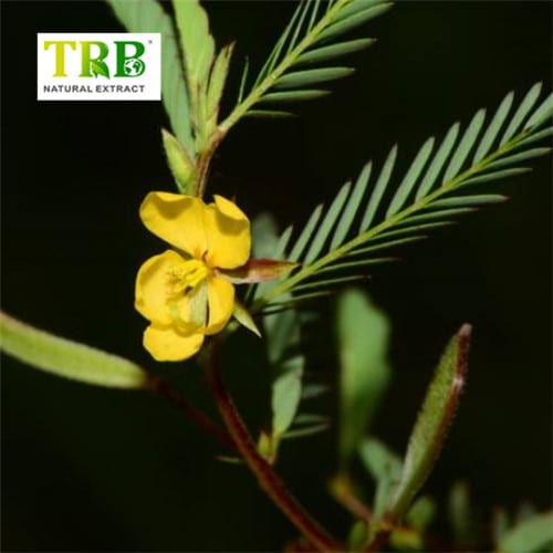 China Cassia Nomame Extract Manufacturers, Supplier