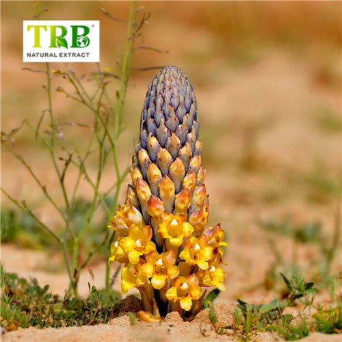China Cistanche Extract Manufacturers, Factory