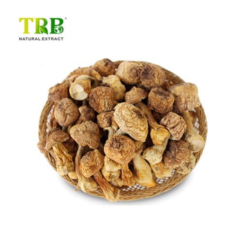 Wholesale Maitake Mushroom Extract Factory, Factories