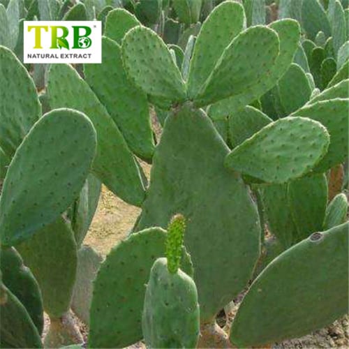 China Cactus Extract Factory, Factories