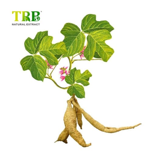 Wholesale Kudzu Root Extract Manufacturer, Manufacturers