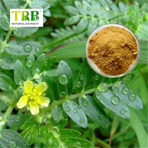 China Tribulus Terrestris Extract Supplier, Factories