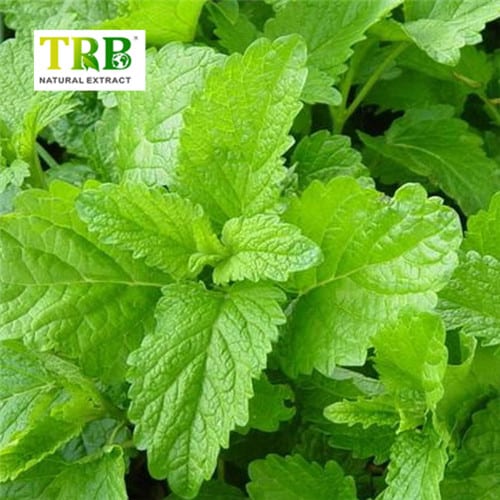 China Balm Mint Extract Manufacturer, Factory