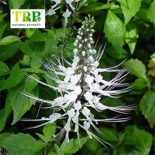 China Orthosiphon Stamineus Extract Supplier, Suppliers