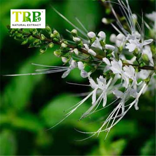 China Orthosiphon Stamineus Extract Supplier, Suppliers