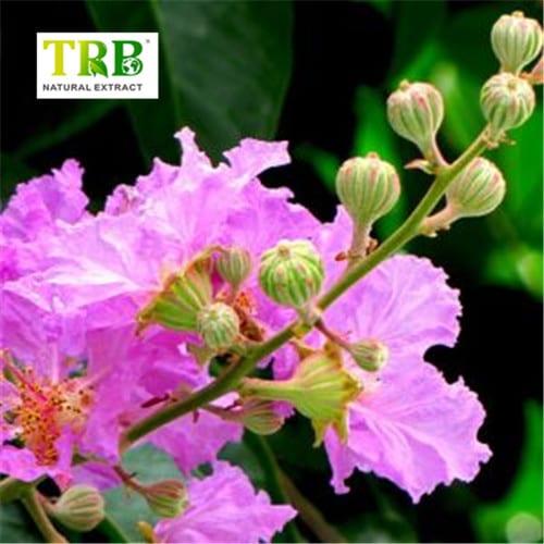 Wholesale Banaba Leaf Extract Corosolic Acid Supplier, Suppliers