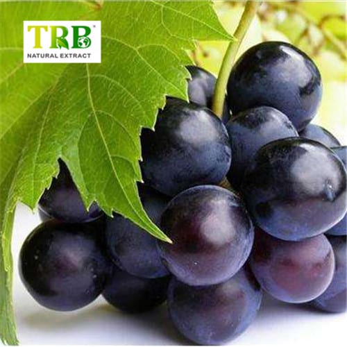 Wholesale Grape Seed Extract  Supplier, Suppliers