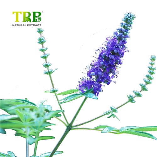 Wholesale Chaste Tree Extract Supplier, Factories
