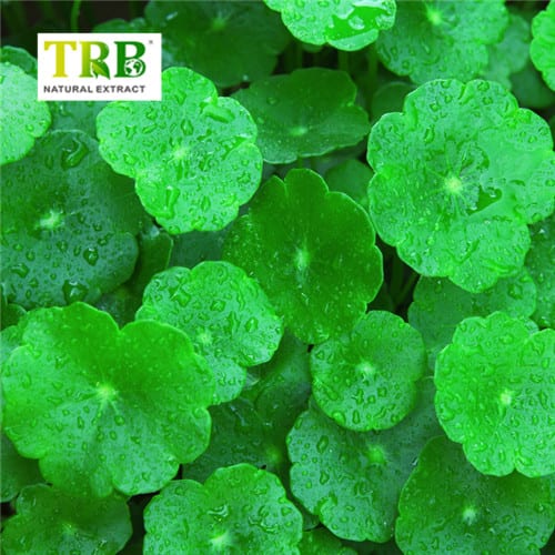 China Gotu Kola Extract Asiaticoside  Manufacturer, Suppliers