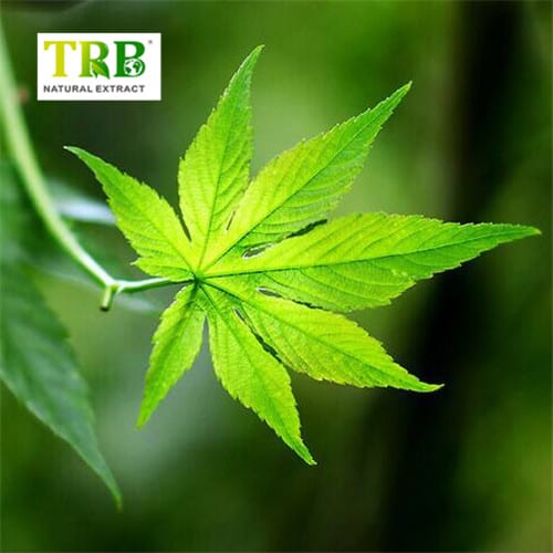 China Sweet Tea Extract Manufacturer, Factory