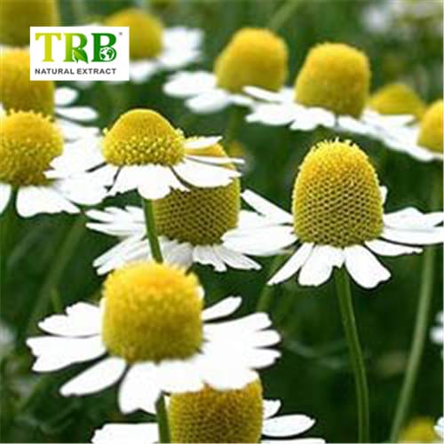 Wholesale Chamomile Extract Apigenin  Suppliers, Factory
