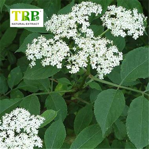 China Elderberry Extract  Manufacturer, Factories
