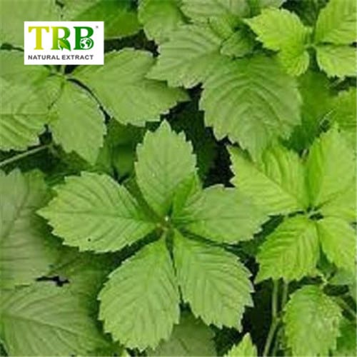 Wholesale Black Cohosh Extract Factory, Factories