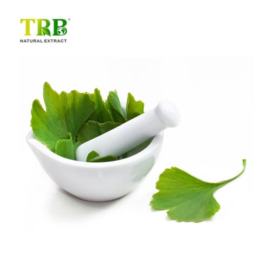 Wholesale Ginkgo Biloba Extract Manufacturer, Manufacturers