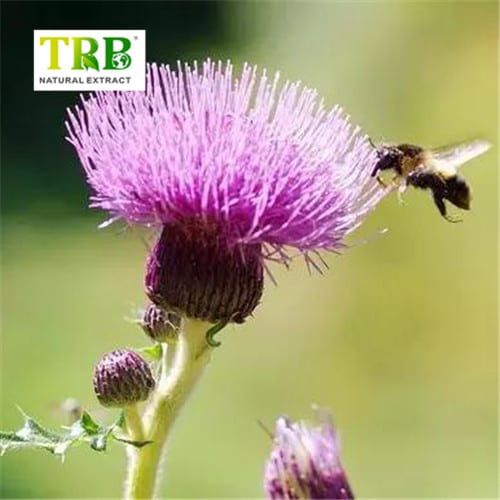 China Soluble Milk Thistle Extract Manufacturers, Factories