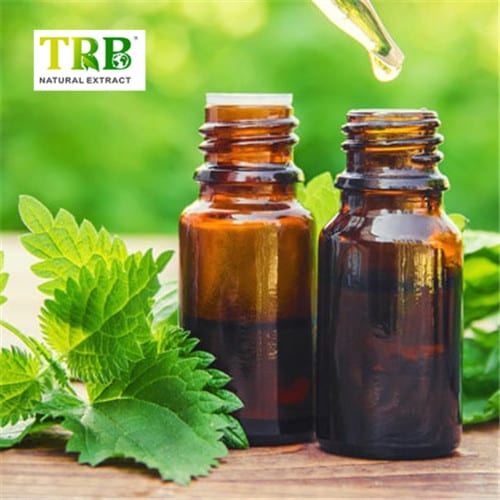 China Nettle Extract  Manufacturer, Supplier